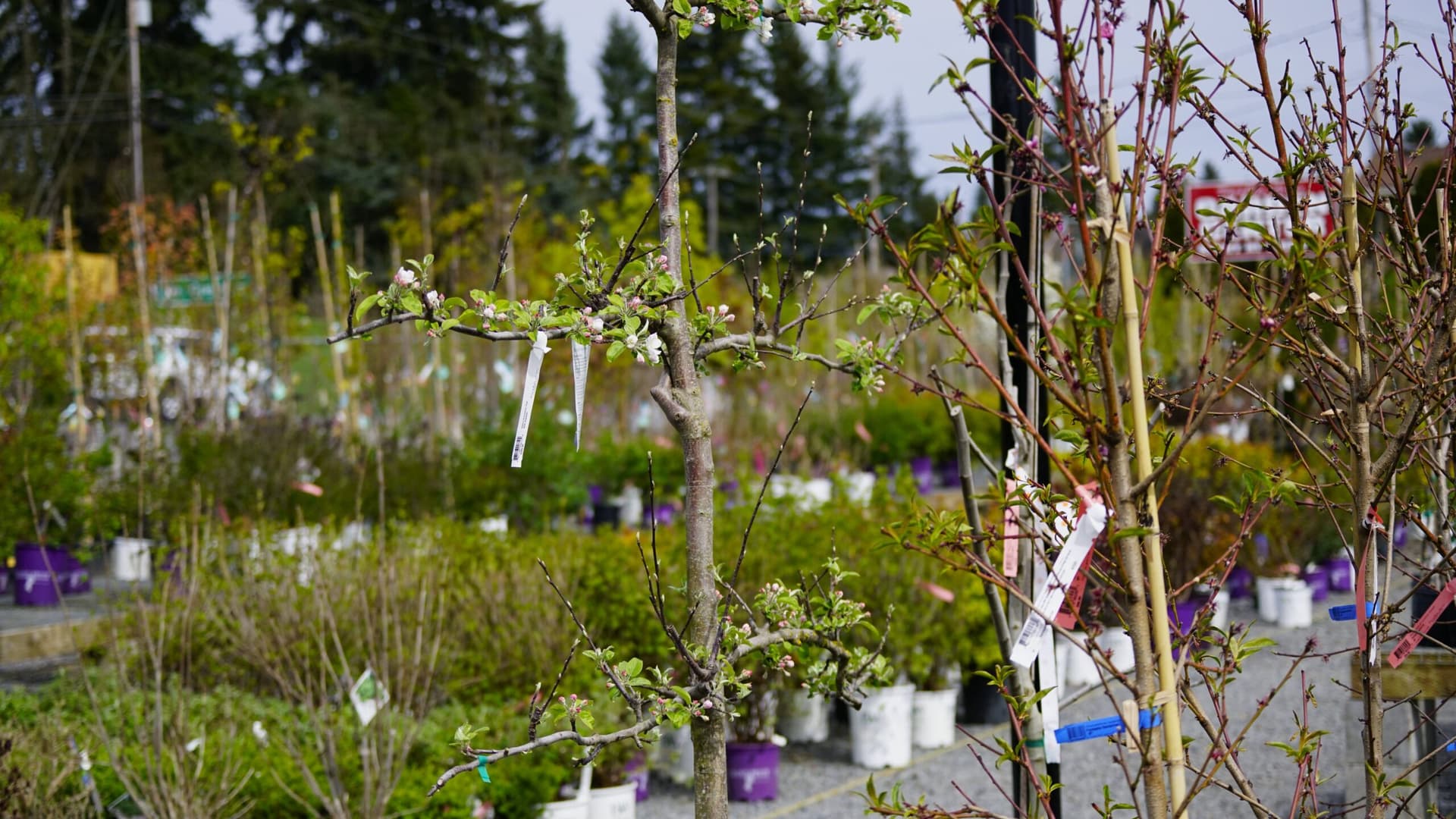 Die Vielfalt der Immergrüne Spalierbäume: Finden Sie den passenden Baum für Ihren Garten