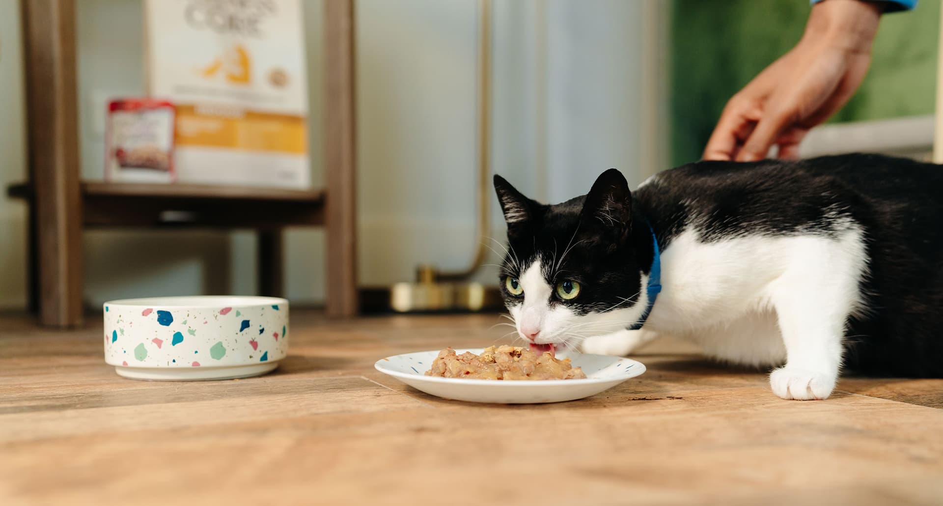 Katzenfutter für wahre Genießer: Tauche ein in die Welt von Catfood