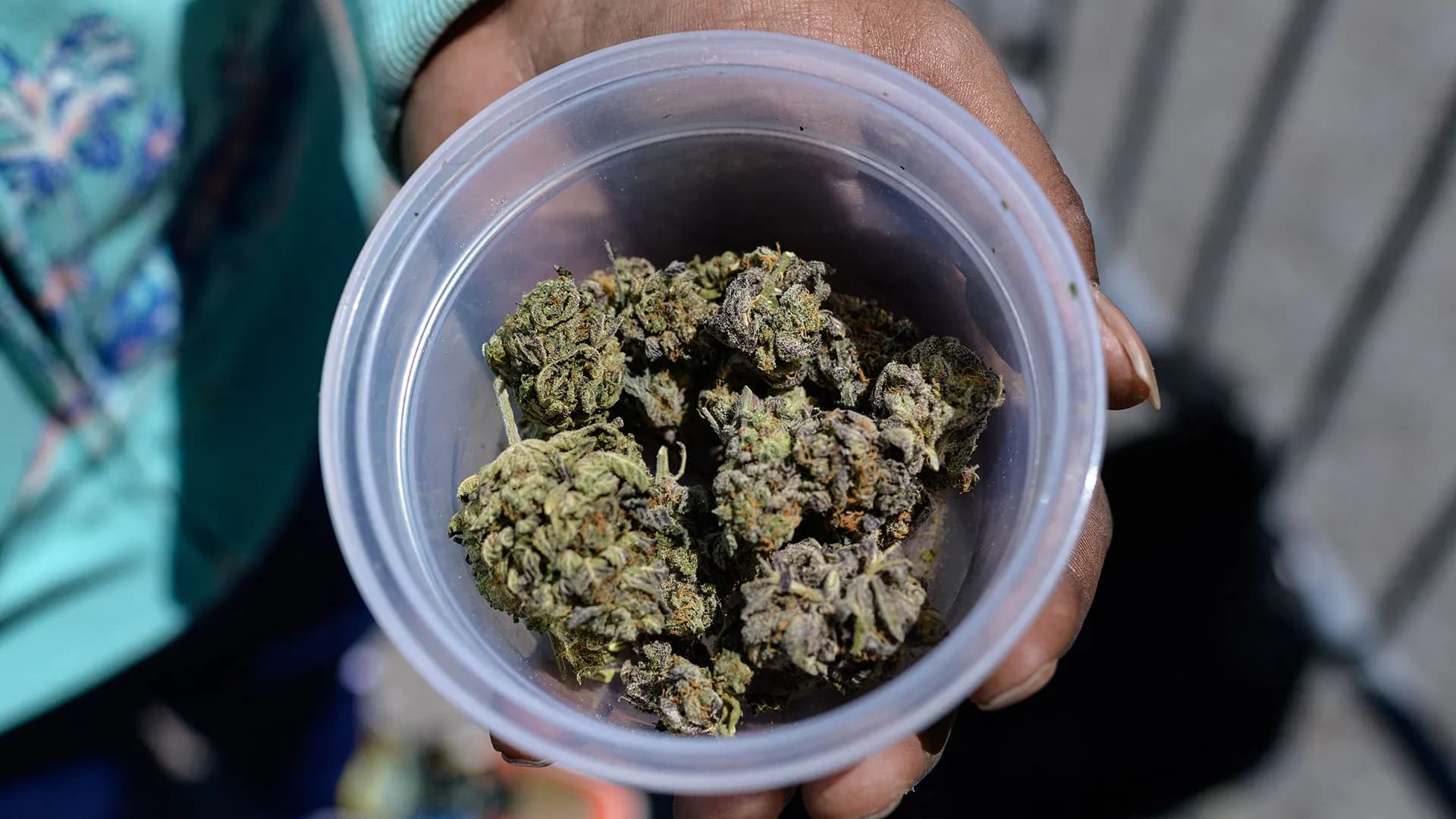 Von regulären bis autoflowering Sorten – Hanfsamen bestellen nach Anbauweise