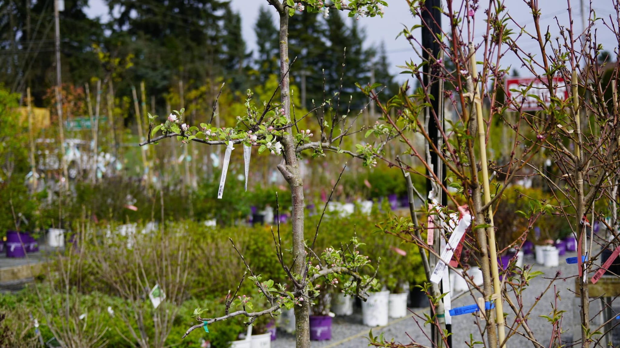 Die Vielfalt der Immergrüne Spalierbäume: Finden Sie den passenden Baum für Ihren Garten