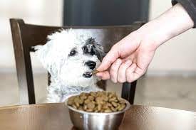 Hundezubehör Trends: Entdecken Sie die neuesten Innovationen