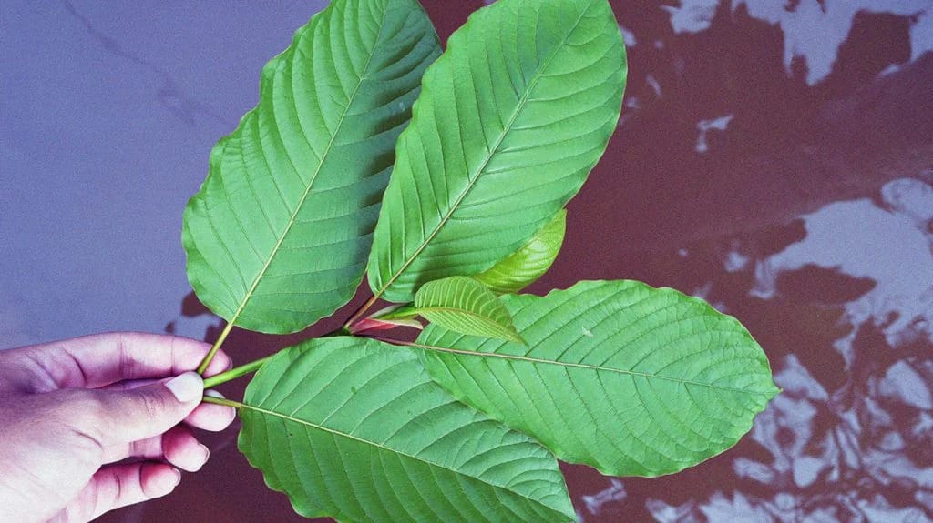 Suchen Sie einen vertrauenswürdigen Kratom-Online-Shop in Deutschland und Österreich?