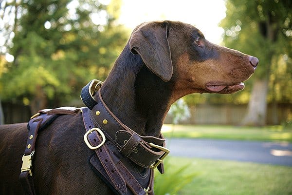 Praktische Anwendung von Hundehalsband mit Griff bei unruhigen Hunden