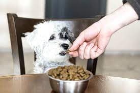 Hundezubehör Trends: Entdecken Sie die neuesten Innovationen