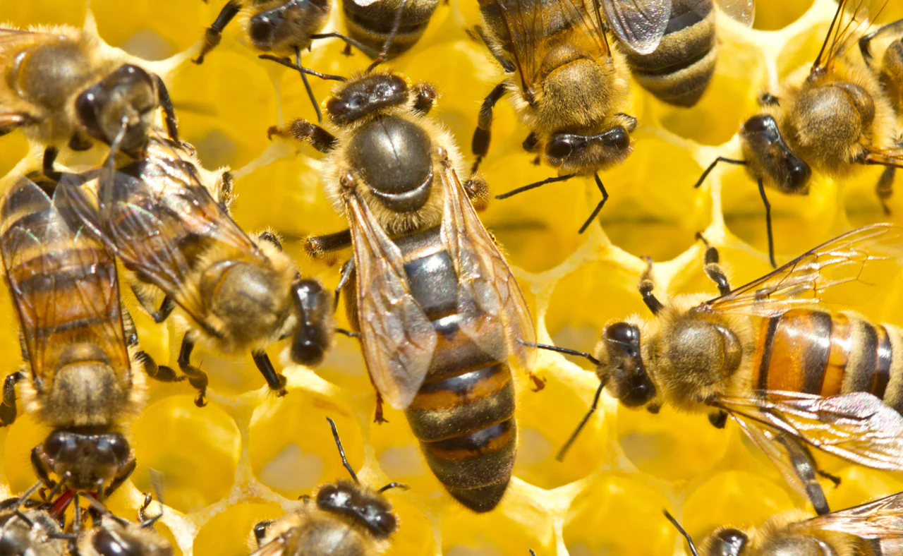 Die ökologische Bedeutung von Bienenprodukten: Bienen als Hüter der Umwelt