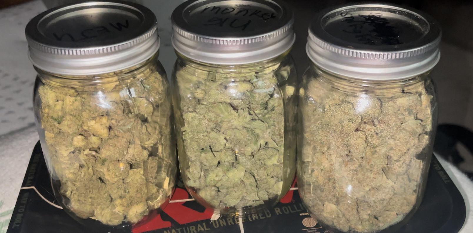 Von regulären bis autoflowering Sorten – Hanfsamen bestellen nach Anbauweise