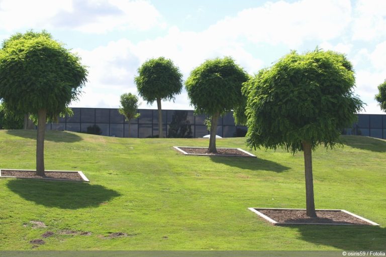 kugelakazie-3900165-fl